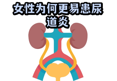 女性尿道炎